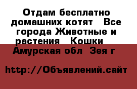 Отдам бесплатно домашних котят - Все города Животные и растения » Кошки   . Амурская обл.,Зея г.